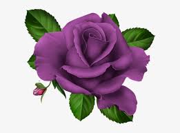 Download this symmetrical purple flowers border, simple, plain jane, flowers border png clipart image with transparent background or psd file for free. Violets Clip Art Roses Pink Roze Rosa Kwiaty Png Flowers Purple Roses Png 600x528 Png Download Pngkit