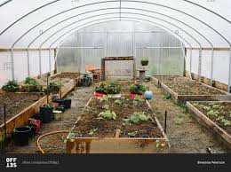 1,105 greenhouse raised beds products are offered for sale by suppliers on alibaba.com, of which flower pots & planters accounts for 4%, other garden supplies accounts for 2. Raised Vegetable Garden Beds Inside Large Greenhouse Stock Photo Offset