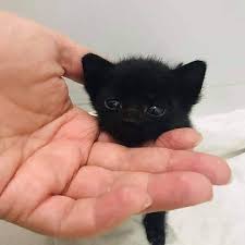 Maybe you would like to learn more about one of these? Pop Cat Aww