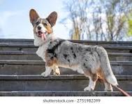 734 Corgi Blue Merle Royalty-Free Images, Stock Photos ...