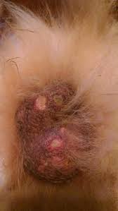Image result for scrotum dog skin peeling