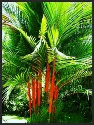 Palms are robust, low maintenance, and a classic addition to any plant collection. How To Identify Species Of Palm Trees Owlcation