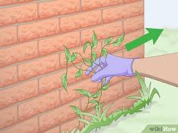 Check spelling or type a new query. 3 Ways To Kill Vines Wikihow