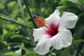 Image result for Hibiscus kirkii