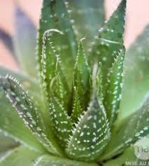 L'aloe vera, une plante aux multiples bienfaits et vertus … il vous suffit de prendre le moindre magazine féminin ou de santé, pour être sûr de cela faisait un moment que j'entendais parler de cette plante à la radio ou dans la presse, et l'année dernière j'avais gouté une boisson à l'aloe vera. Aloe Vera Conseils De Plantation Et D Entretien Truffaut