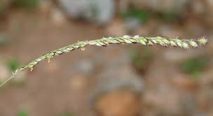 Image result for Alloteropsis cimicina