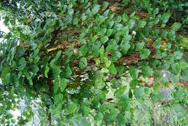 Image result for Raphidiocystis jeffreyana