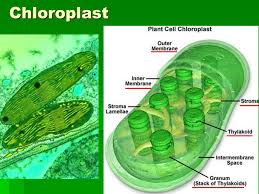 Chloroplast in the plant cell. Plants And Photosynthesis Plant Cell Only In Plants Chloroplast Cell Wall Vacuole Ppt Download
