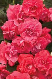 Image result for Impatiens wallerana