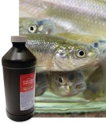 Add Life To Your Leftover Minnows By Adding A Cap Full Of Hydrogen Peroxide To Your Bait Bucket Store In A Cool Place And Change Fishing Tips Fish Bait Bucket
