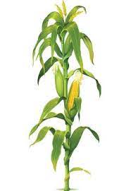 Con Bri 06 Image02 Jpg 241 350 Corn Plant Corn Painting Corn Drawing