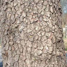 To begin identifying a tree by its bark, look at a larger part of the tree—its bark. Dormant Tree Identification Gallery