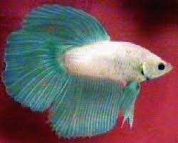 Pin By Jade Keen On Betta Fish Betta Fish Betta Betta Fish Tank