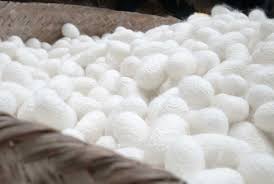 Check spelling or type a new query. Silk For Dresses Silk Fibre Types Properties Application And Trends 2018 2019