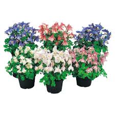 Image result for Aquilegia pompom mix