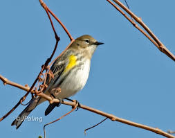 Birds Of Western North Carolina Yellow Rumped Warbler Huntington Beach State Park Sc State Parks North Carolina Huntington Beach