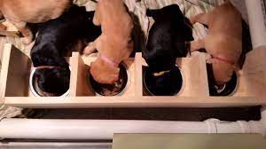 1st Time On Puppy Gruel 22 Days Old Youtube
