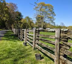The spring earth is still covered by a shallow layer of snow. The Martha Stewart Blog Blog Archive Planting Pine Trees And Littleleaf Lindens