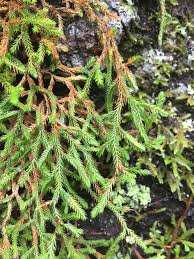 Image result for Selaginella molliceps