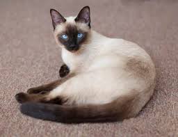 The modern siamese cat is naturally small compared to many cats. Life Span Of Siamese