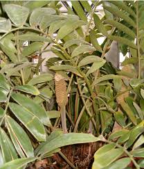 Image result for Afrothismia zambesiaca