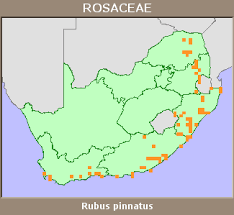 Image result for Rubus pinnatus