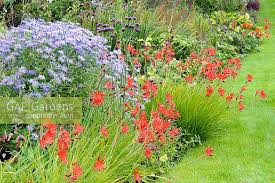 Image result for Hesperantha