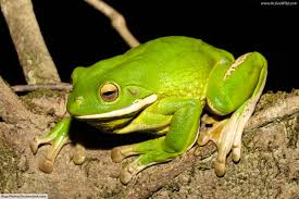 White Lipped Tree Frog Australian Giant Tree Frog Facts Pictures Info