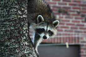 With an abundance of water resources, st. St Clair County Regal Pest Control