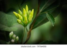 Image result for Merremia stellata