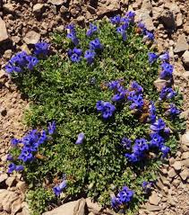 Image result for Aptosimum procumbens