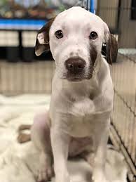 She was wet and scared but otherwise fine, the orange county sheriff's office said of the little tricolored pup. Adopt A Pet Petsmart Charities