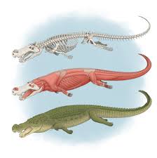Y how are dinosaurs similar to and different from animals on earth develop: Terror Crocodile The Size Of A Bus Fed On Dinosaurs Study Says The New York Times