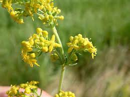 Image result for Galium verum