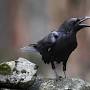 Profile Picture of Raven: Home (@raven.us) on Google