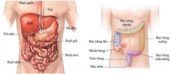 Ở đoạn đầu trực tràng có hình dạng giống chữ xích ma, trong khi đó đoạn cuối trực tràng giãn cách ra tạo thành bóng trực tràng. Pháº«u Thuáº­t Cáº¯t Ä'áº¡i Trá»±c Trang Bá»‡nh Viá»‡n Fv