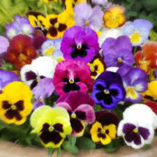 Pansy Swiss Giant 100 Seeds Viola X Wittrockiana Colorful Easy Grow Combsh Pansies Flowers Flower Life Cycle Pansies