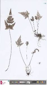 Image result for Aleuritopteris welwitschii