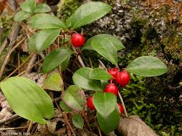 Image result for Galenia procumbens