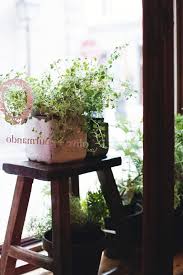 Pin By Marie Helene Lemarbre On We Love Olive Et Gourmando Planter Pots Planters Plants