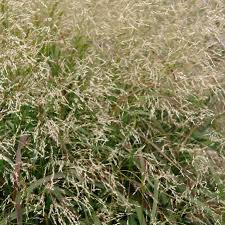 Image result for Panicum comorense