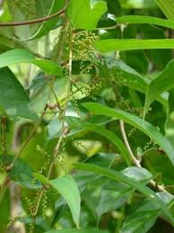 Image result for Dioscorea minutiflora