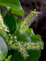 Image result for Melicoccus