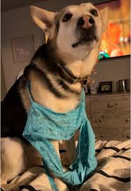 He’s so done with me🤣 #fyp #dogsoftiktok #funny