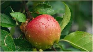 Gratis untuk komersial tidak perlu kredit bebas hak cipta. Gambar Buah Apel Segar Buah Apel Gambar