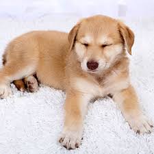 Maybe you would like to learn more about one of these? Aurora Denver Carpet Cleaning Repair Serving Denver Metro Area