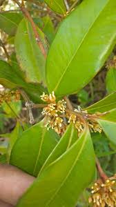 Image result for Buxaceae