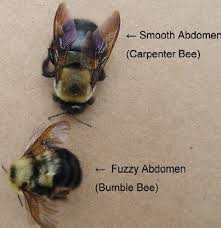 Which bee do i have? Carpenter Bee Information For Kansas City Ks Homeowners Schendel