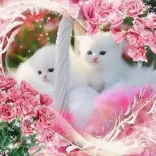 Pretty In Pink Kittens Cute Animals Pink Flowers Cat Roses White Kitten Kitty Goruntuler Ile Sevimli Kedi Yavrulari Sevimli Kediler Hayvanlar