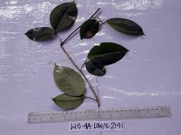 Image result for Embelia xylocarpa